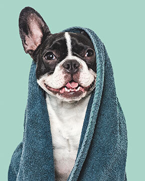 shutterstock